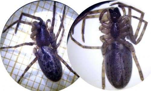 Réf. 223 783 : Segestria bavarica